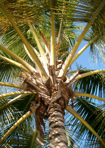 Sous le palmier